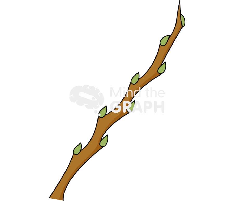 Bud stem biology dormant 1 Icons, Symbols, Pictures, and Images