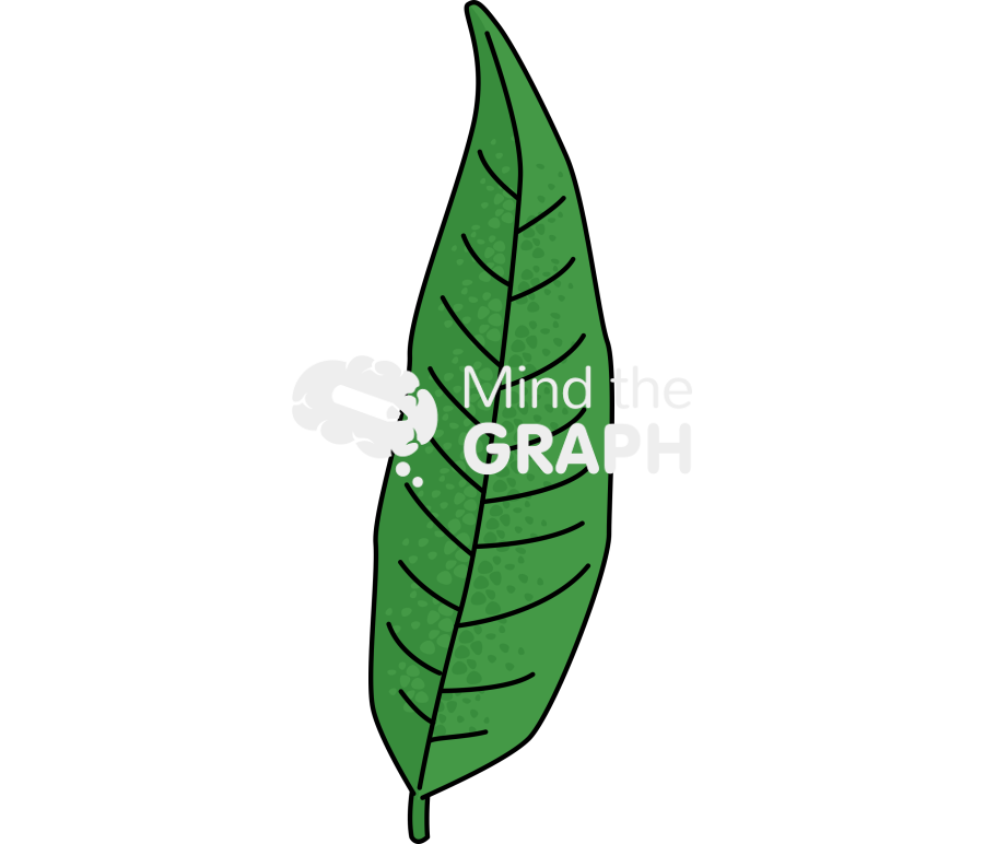 Buddleja globosa leaf Icons, Symbols, Pictures, and Images