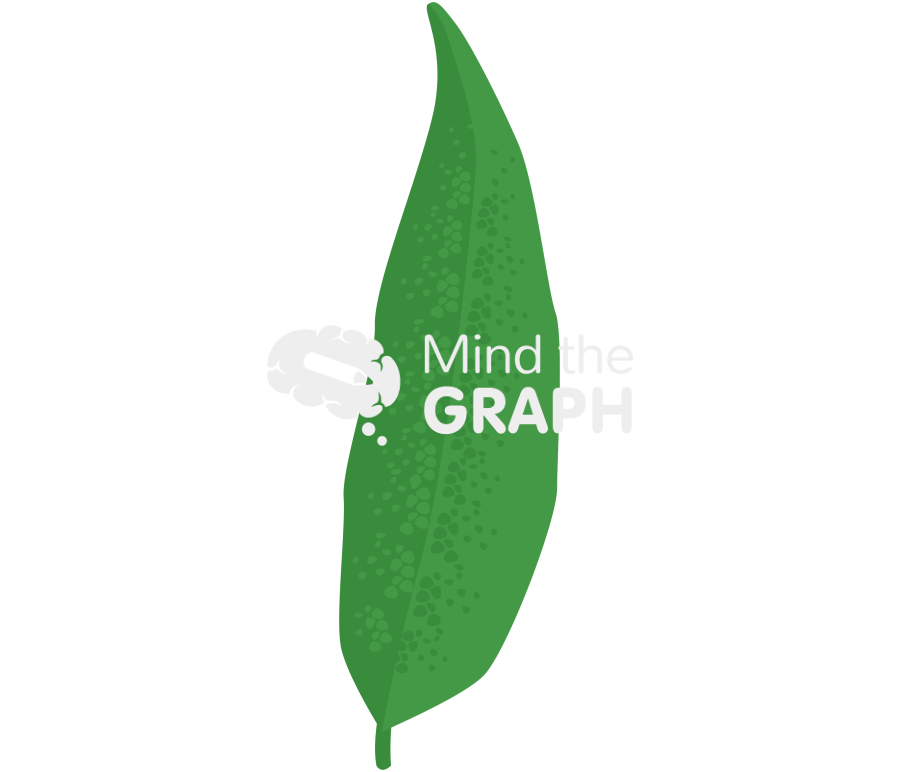 Buddleja globosa leaf Icons, Symbols, Pictures, and Images