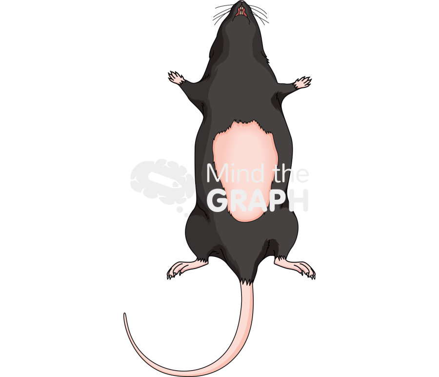 C57bi6 abdominal 4 Icons, Symbols, Pictures, and Images