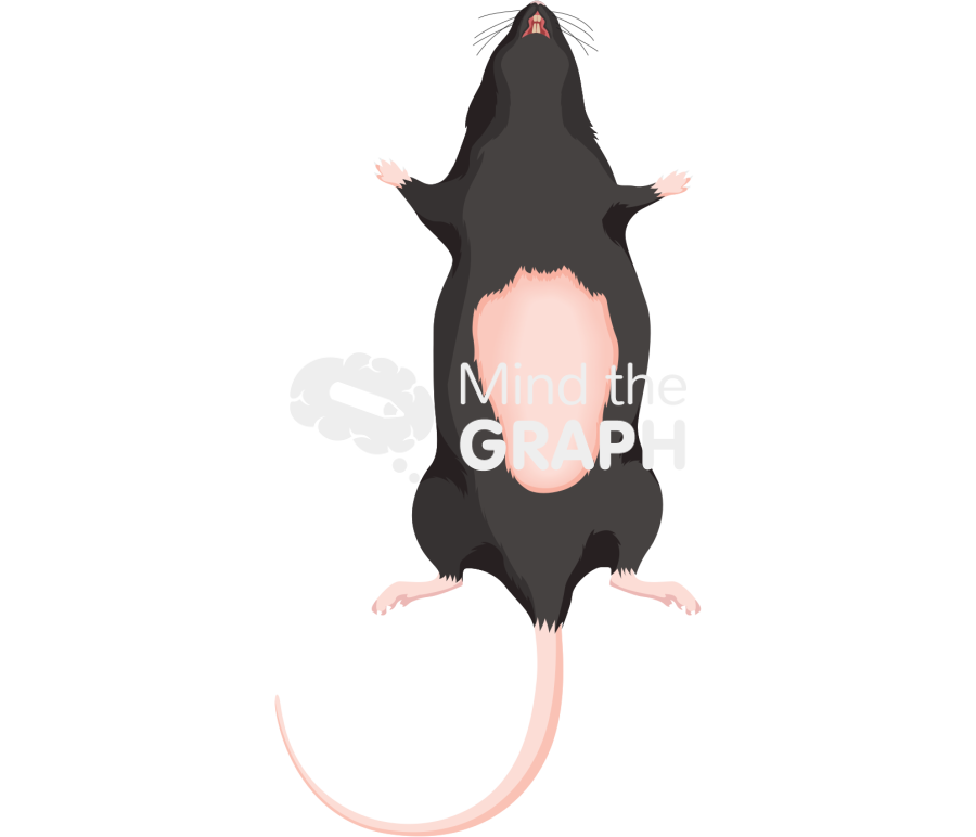 C57bi6 abdominal 4 Icons, Symbols, Pictures, and Images