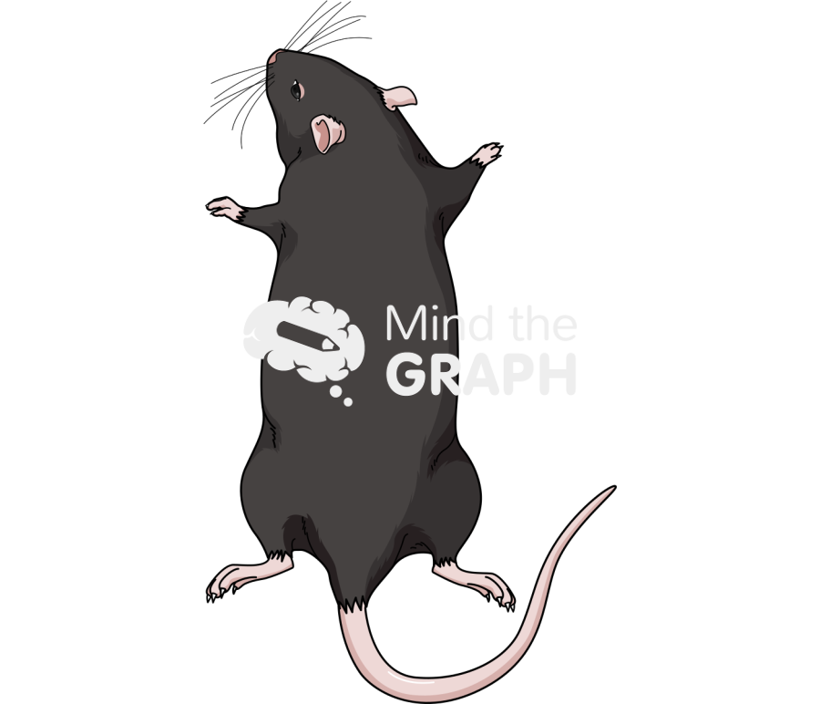 C57bi6 back Icons, Symbols, Pictures, and Images