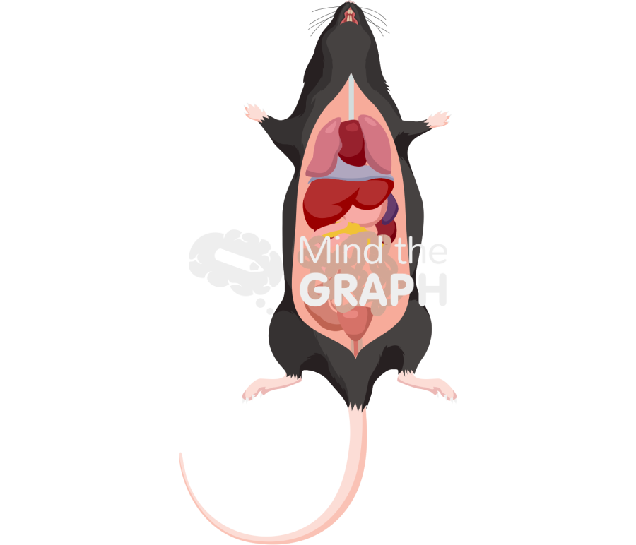 C57bi6 perfusion body full Icons, Symbols, Pictures, and Images