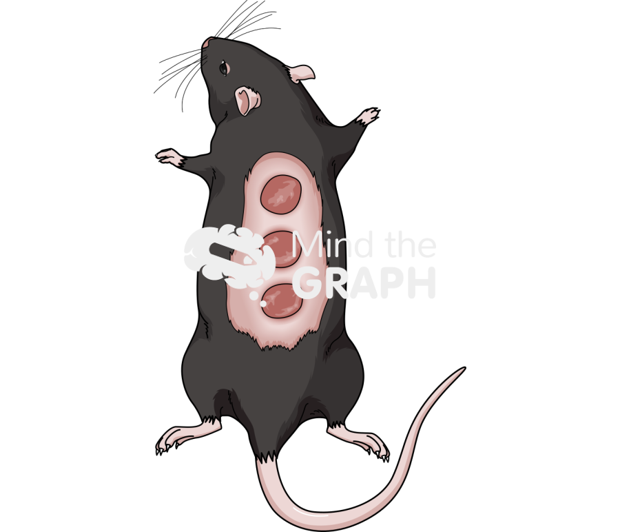 C57bl6 back skin dorsum healing Icons, Symbols, Pictures, and Images