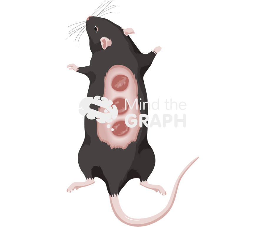 C57bl6 back skin dorsum healing Icons, Symbols, Pictures, and Images