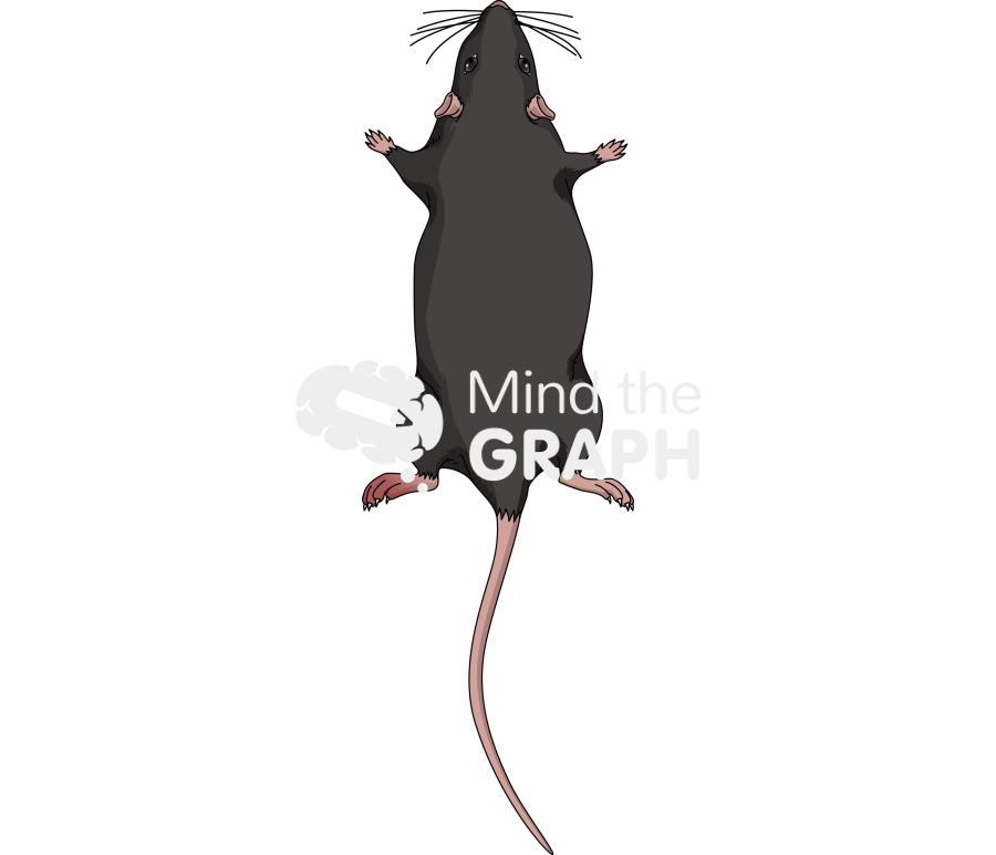 C57bl6 mice arthritis top Icons, Symbols, Pictures, and Images