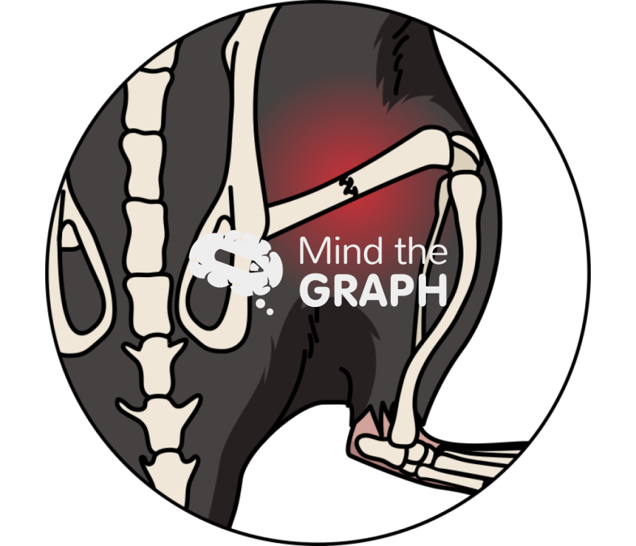 C57bl6 mouse femur fracture dorsal zoom Icons, Symbols, Pictures, and Images