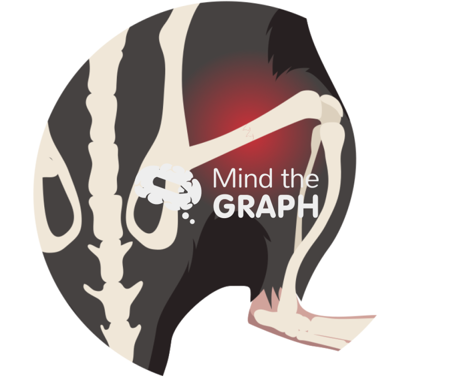 C57bl6 mouse femur fracture dorsal zoom Icons, Symbols, Pictures, and Images