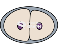 Caenorhabditis elegans embryonic 1 Icons, Symbols, Pictures, and Images