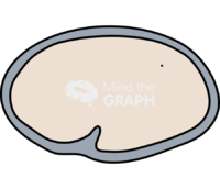 Caenorhabditis elegans embryonic 3 - Edit and Customize Icons of Caenorhabditis elegans embryonic 3 Caenorhabditis elegans embryonic 3 Icons, Symbols, Pictures, and Images
