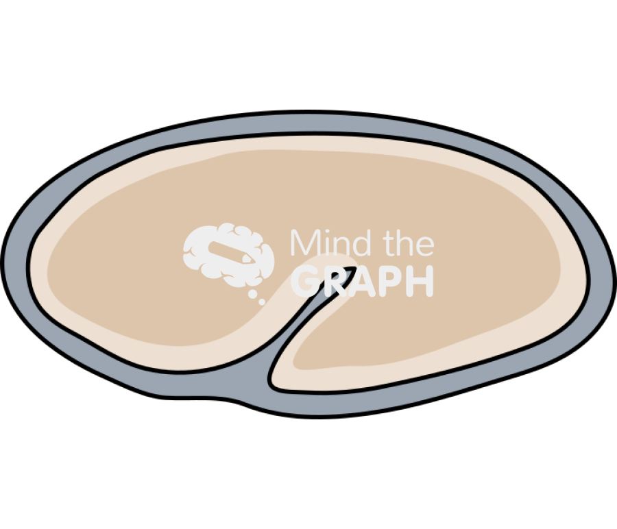 Caenorhabditis elegans embryonic 4 Icons, Symbols, Pictures, and Images