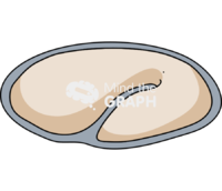 Caenorhabditis elegans embryonic 5 - Edit and Customize Icons of Caenorhabditis elegans embryonic 5 Caenorhabditis elegans embryonic 5 Icons, Symbols, Pictures, and Images