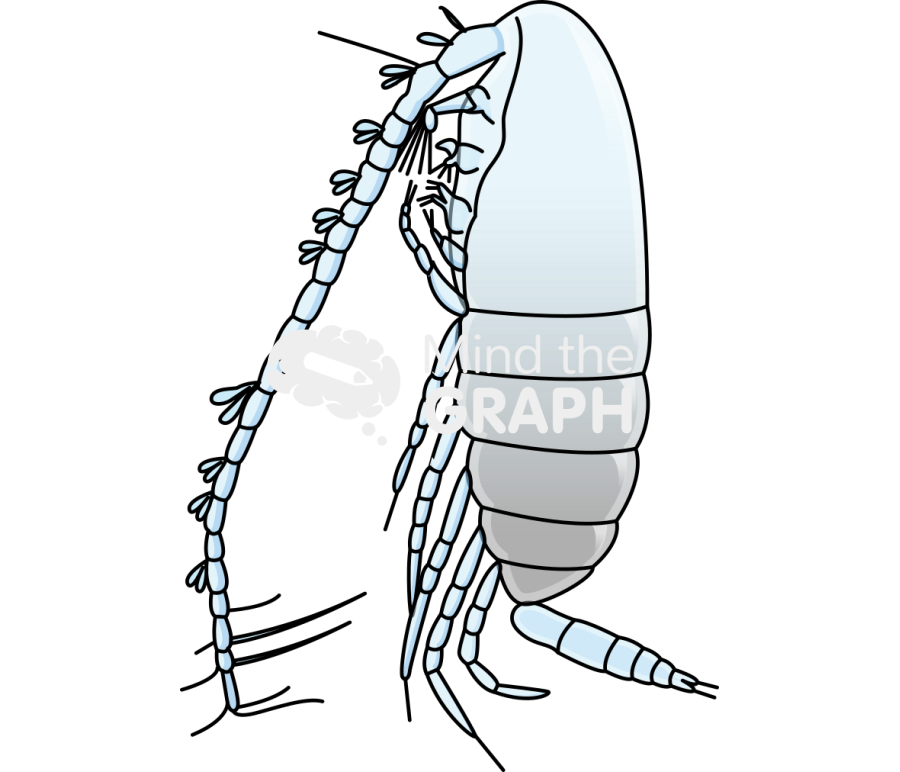 Calanoides patagoniensis Icons, Symbols, Pictures, and Images