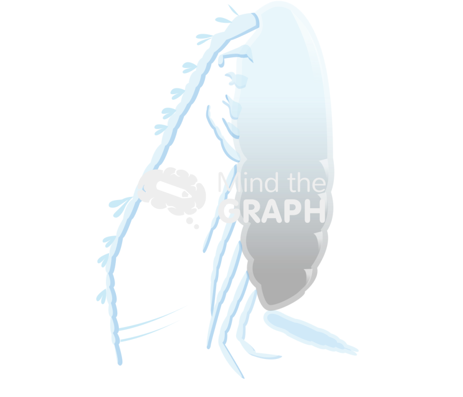 Calanoides patagoniensis Icons, Symbols, Pictures, and Images