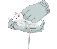 Rodent handling restraint - Edit and Customize Icons of Rodent handling restraint Rodent handling restraint Icons, Symbols, Pictures, and Images