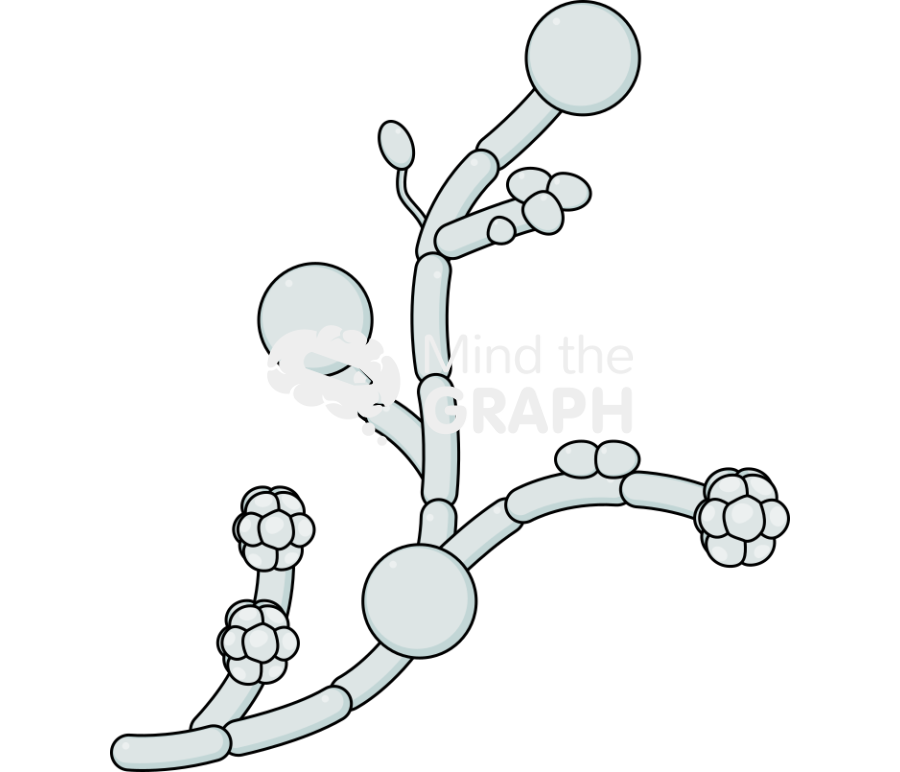 Candida albicans fungi Icons, Symbols, Pictures, and Images