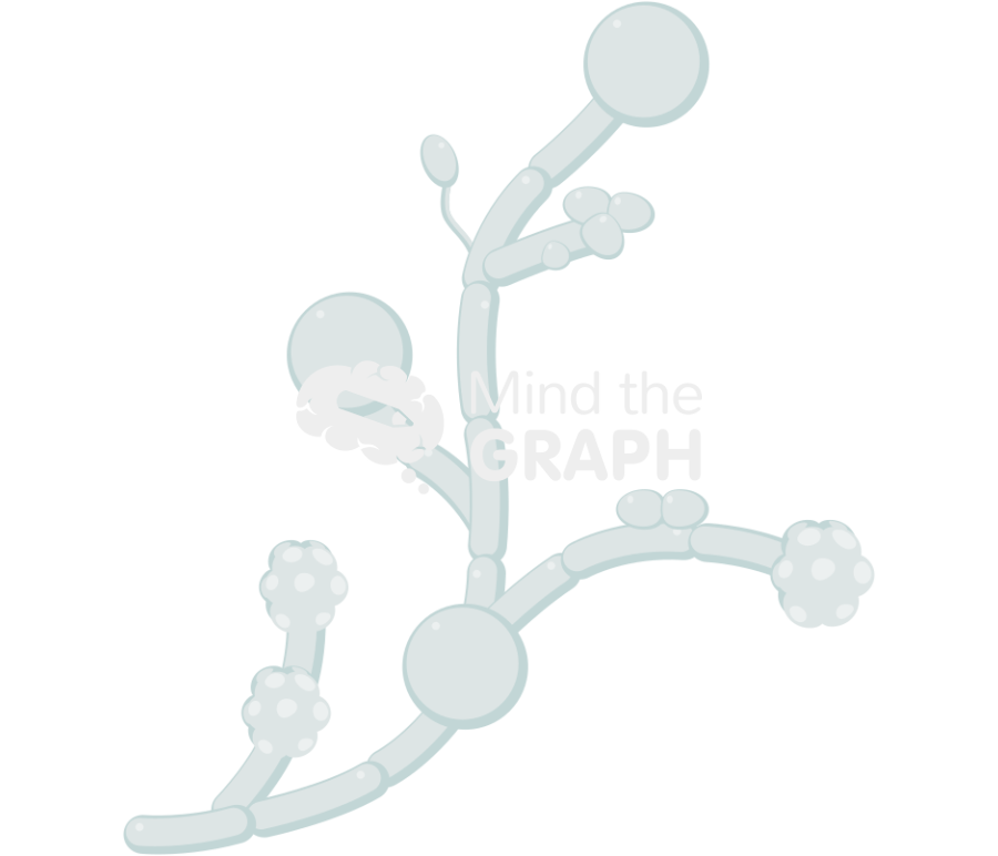 Candida albicans fungi Icons, Symbols, Pictures, and Images