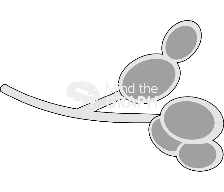 Candida hypha Icons, Symbols, Pictures, and Images