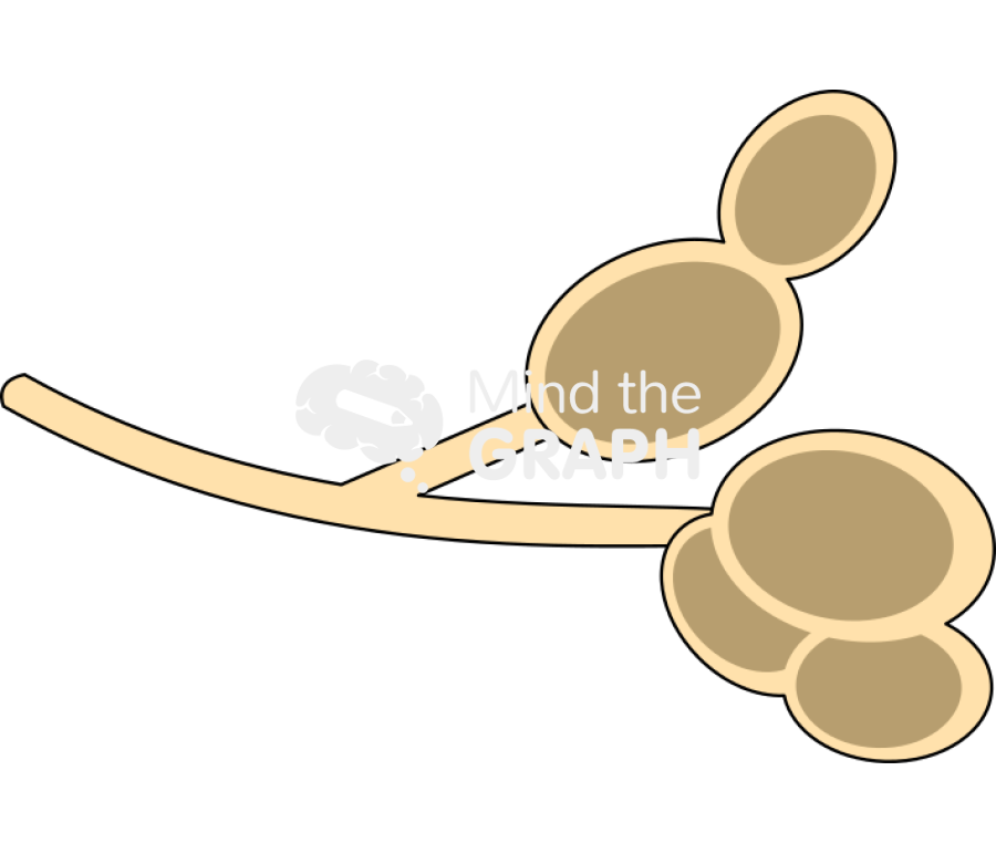 Candida hypha Icons, Symbols, Pictures, and Images