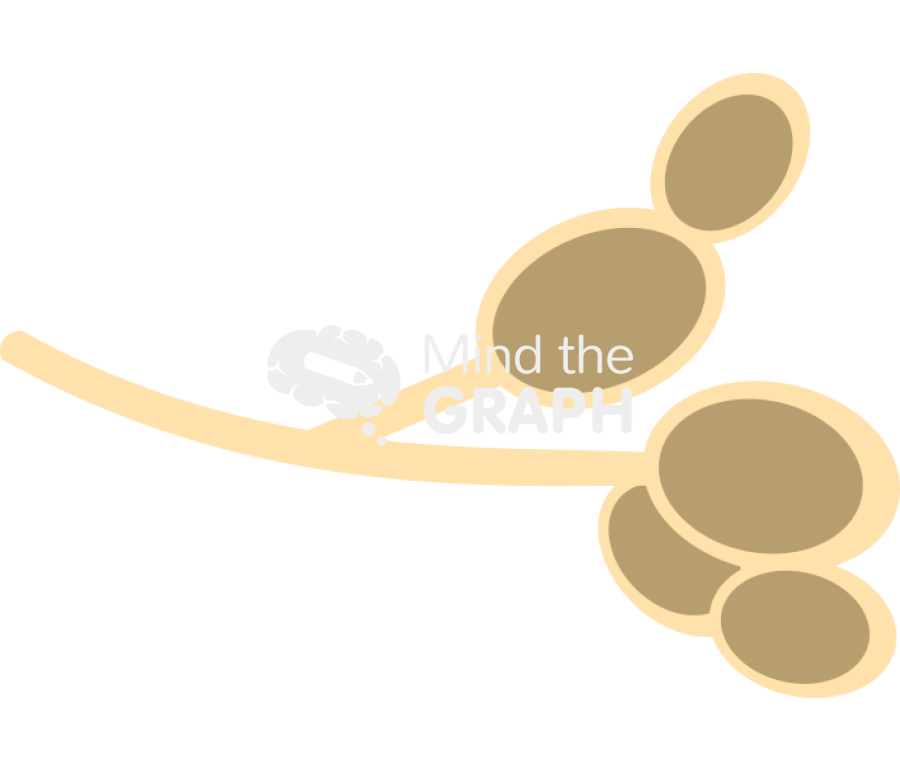 Candida hypha Icons, Symbols, Pictures, and Images