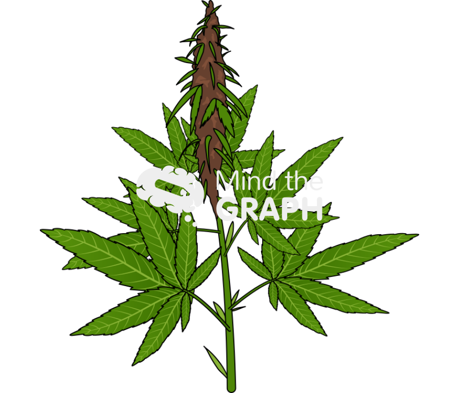 Cannabis sativa plant Icons, Symbols, Pictures, and Images