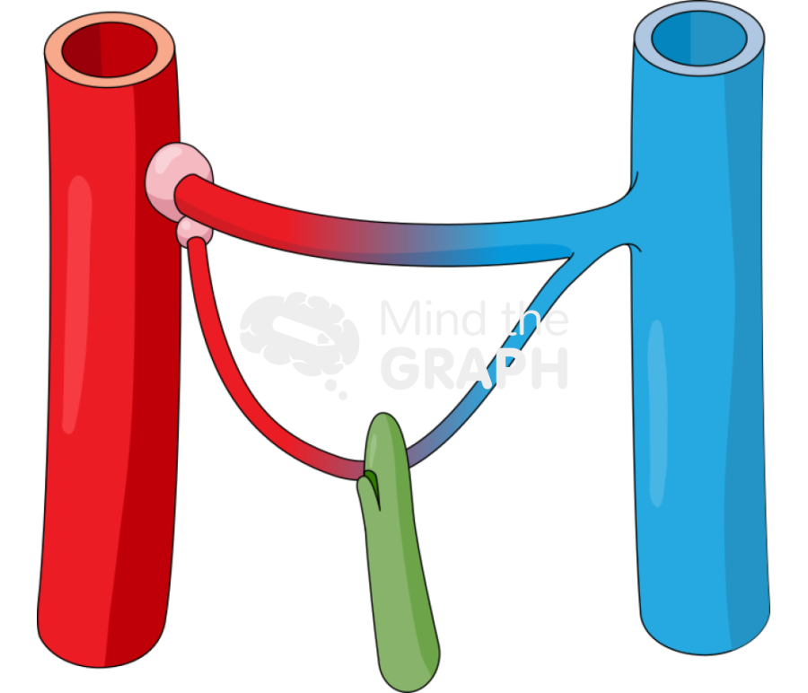 Capillaries lymphatic canaliculus Icons, Symbols, Pictures, and Images