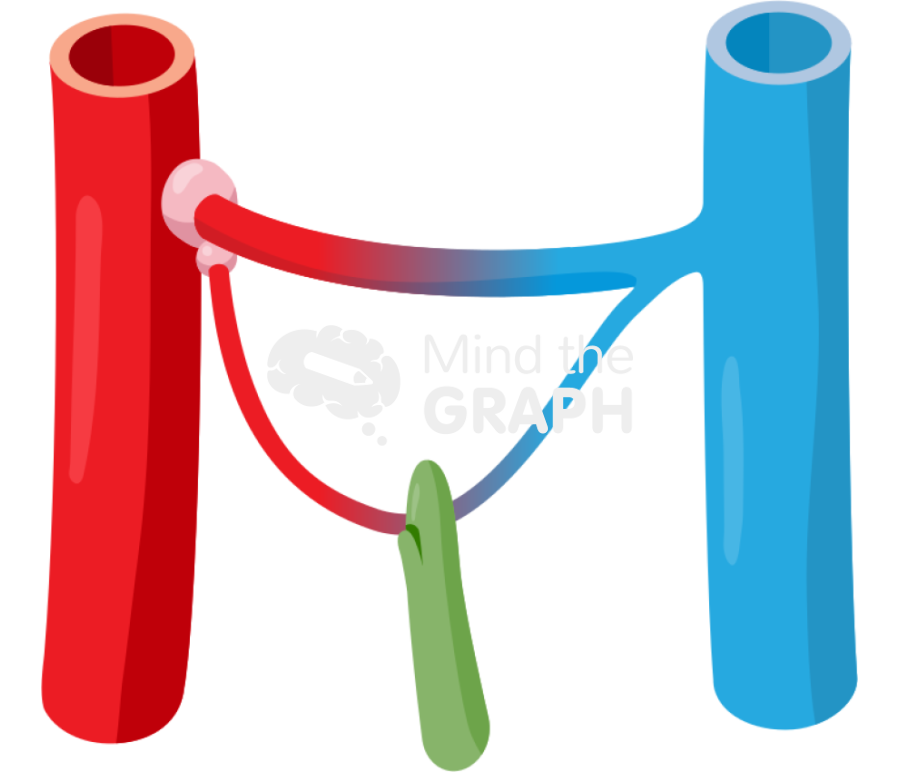 Capillaries lymphatic canaliculus Icons, Symbols, Pictures, and Images