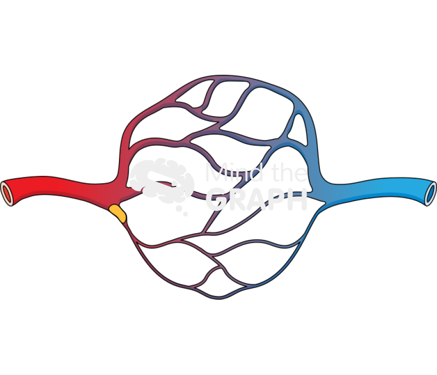 Capillary anglogenesis Icons, Symbols, Pictures, and Images