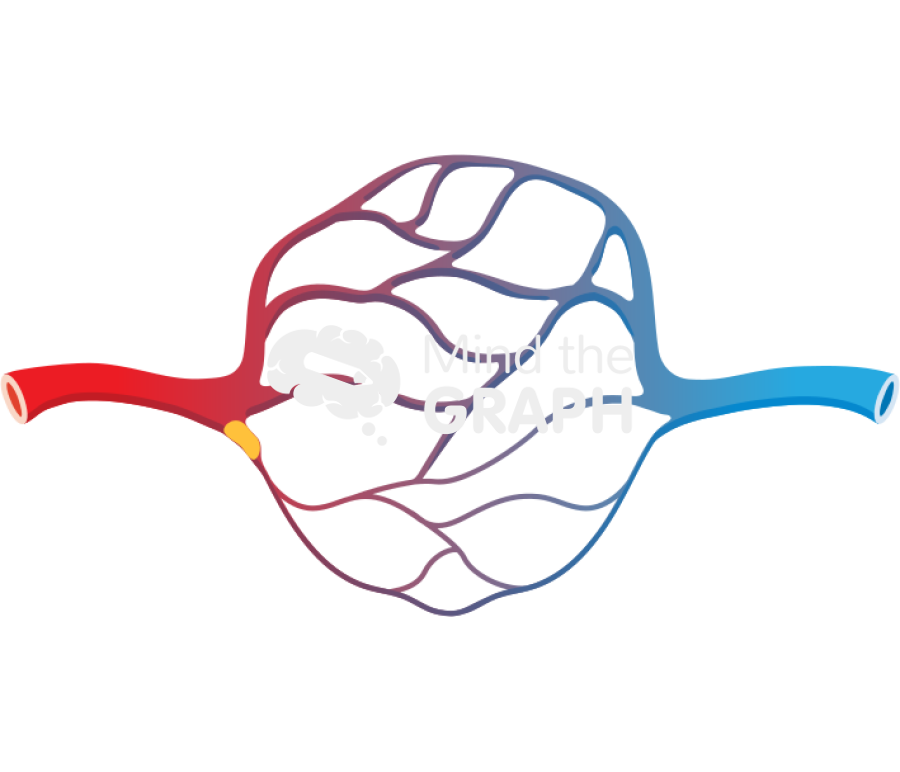 Capillary anglogenesis Icons, Symbols, Pictures, and Images