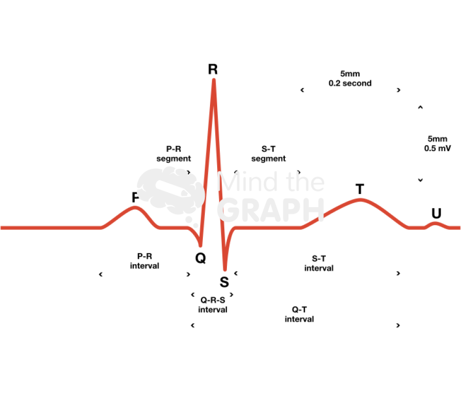 Cardiac cycle electrocardiograma 2 Icons, Symbols, Pictures, and Images