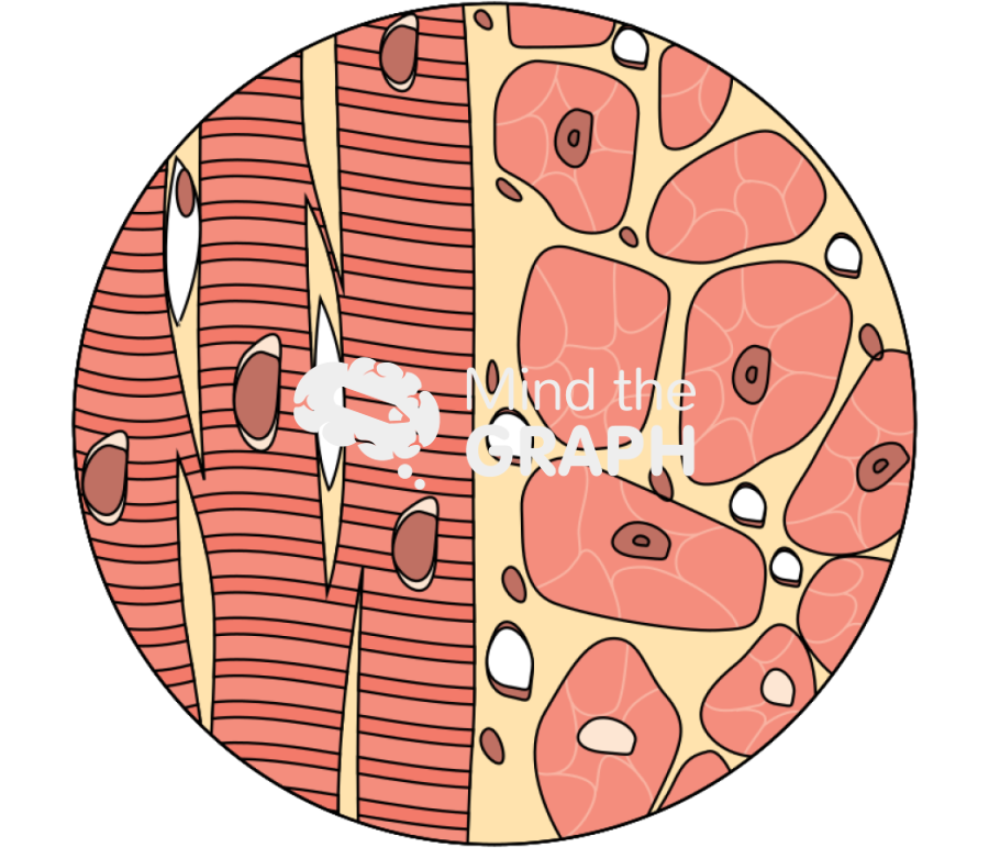 Cardiac muscle Icons, Symbols, Pictures, and Images