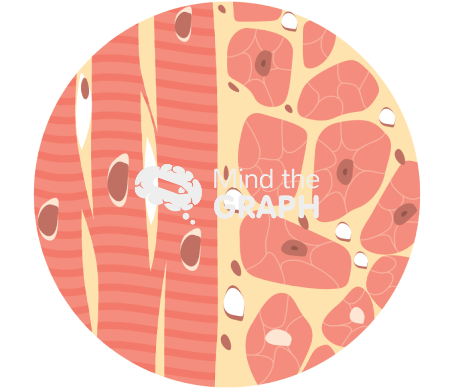 Cardiac muscle Icons, Symbols, Pictures, and Images