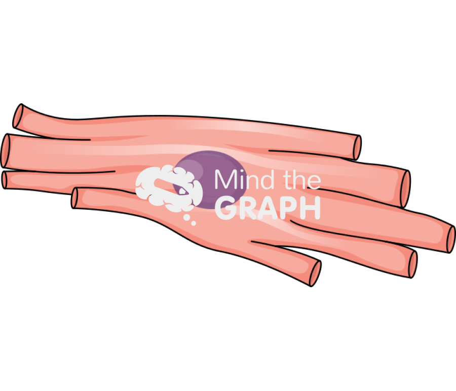 Cell cardiomyocyte Icons, Symbols, Pictures, and Images