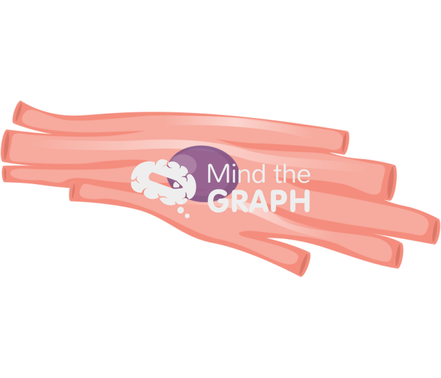 Cell cardiomyocyte Icons, Symbols, Pictures, and Images