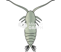 Cartia tonsa larval stage copepodites Icons, Symbols, Pictures, and Images