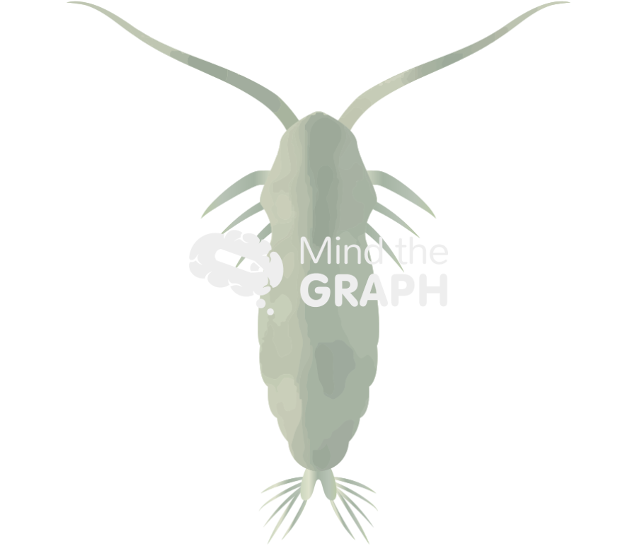 Cartia tonsa larval stage copepodites Icons, Symbols, Pictures, and Images