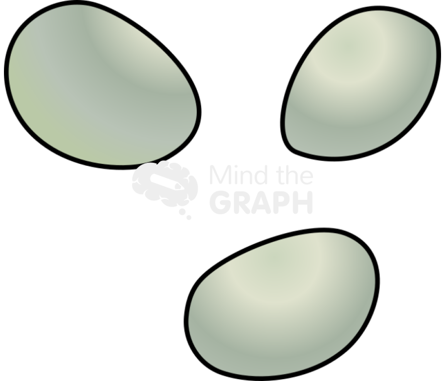 Cartia tonsa larval stage egg Icons, Symbols, Pictures, and Images