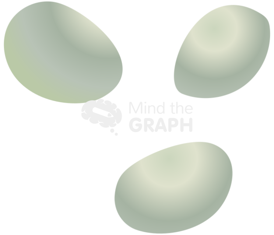 Cartia tonsa larval stage egg Icons, Symbols, Pictures, and Images