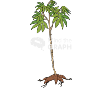 Cassava plant Icons, Symbols, Pictures, and Images
