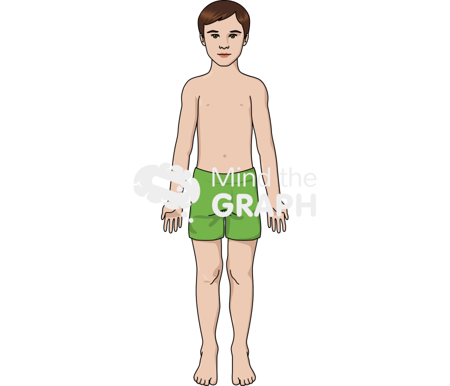Caucasian boy anatomic front Icons, Symbols, Pictures, and Images