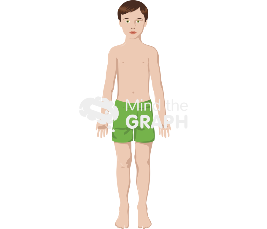 Caucasian boy anatomic front Icons, Symbols, Pictures, and Images