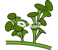 Caulerpa chlorophyta 2 Icons, Symbols, Pictures, and Images