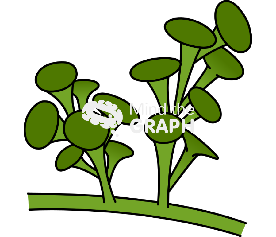 Caulerpa chlorophyta 2 Icons, Symbols, Pictures, and Images