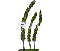 Caulerpa chlorophyta 3 Icons, Symbols, Pictures, and Images