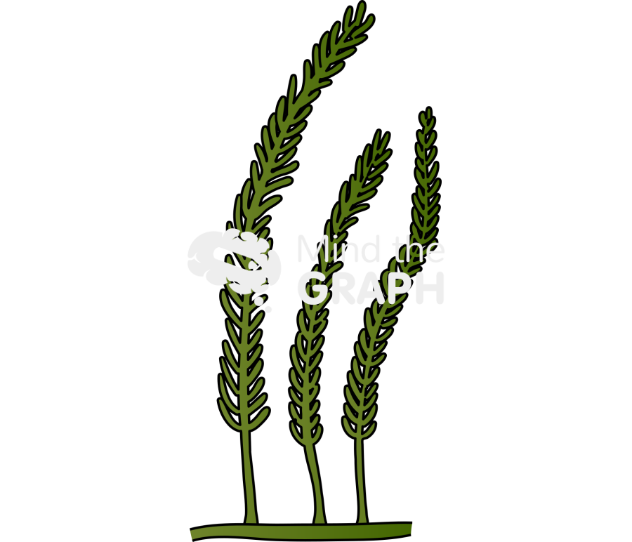 Caulerpa chlorophyta 3 Icons, Symbols, Pictures, and Images