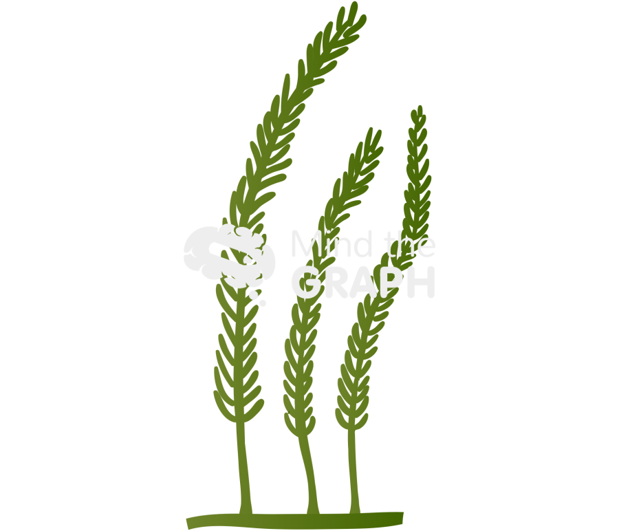 Caulerpa chlorophyta 3 Icons, Symbols, Pictures, and Images