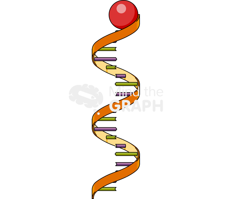 Cdna probe Icons, Symbols, Pictures, and Images