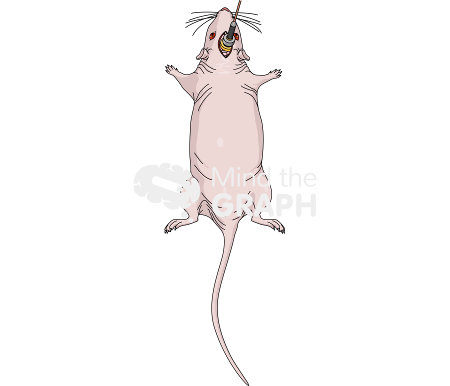 Ced infusion sagittal incision mice head brain Icons, Symbols, Pictures, and Images