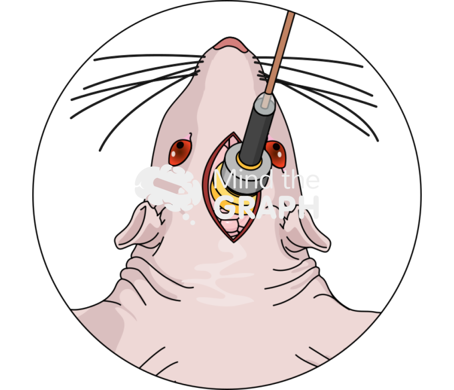 Ced infusion sagittal incision mice head brain zoom Icons, Symbols, Pictures, and Images