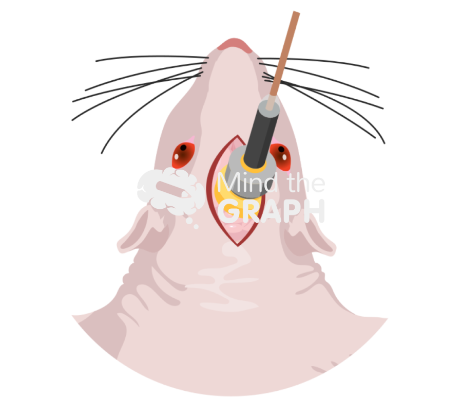 Ced infusion sagittal incision mice head brain zoom Icons, Symbols, Pictures, and Images